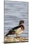 Wood Duck (Aix Sponsa) Male on Log in Wetland, Marion Co. IL-Richard and Susan Day-Mounted Photographic Print