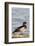 Wood Duck (Aix Sponsa) Male on Log in Wetland, Marion Co. IL-Richard and Susan Day-Framed Photographic Print