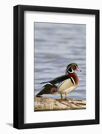 Wood Duck (Aix Sponsa) Male on Log in Wetland, Marion Co. IL-Richard and Susan Day-Framed Photographic Print