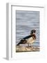 Wood Duck (Aix Sponsa) Male on Log in Wetland, Marion Co. IL-Richard and Susan Day-Framed Photographic Print