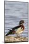 Wood Duck (Aix Sponsa) Male on Log in Wetland, Marion Co. IL-Richard and Susan Day-Mounted Photographic Print