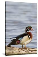 Wood Duck (Aix Sponsa) Male on Log in Wetland, Marion Co. IL-Richard and Susan Day-Stretched Canvas