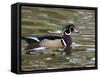 Wood Duck at Santee Lakes, San Diego County, California, USA-Diane Johnson-Framed Stretched Canvas