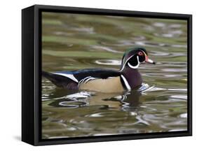 Wood Duck at Santee Lakes, San Diego County, California, USA-Diane Johnson-Framed Stretched Canvas