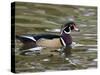 Wood Duck at Santee Lakes, San Diego County, California, USA-Diane Johnson-Stretched Canvas