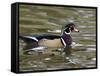 Wood Duck at Santee Lakes, San Diego County, California, USA-Diane Johnson-Framed Stretched Canvas