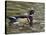 Wood Duck at Santee Lakes, San Diego County, California, USA-Diane Johnson-Stretched Canvas