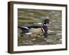 Wood Duck at Santee Lakes, San Diego County, California, USA-Diane Johnson-Framed Premium Photographic Print