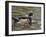 Wood Duck at Santee Lakes, San Diego County, California, USA-Diane Johnson-Framed Premium Photographic Print