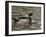 Wood Duck at Santee Lakes, San Diego County, California, USA-Diane Johnson-Framed Photographic Print