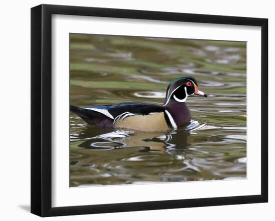 Wood Duck at Santee Lakes, San Diego County, California, USA-Diane Johnson-Framed Photographic Print