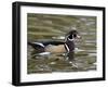 Wood Duck at Santee Lakes, San Diego County, California, USA-Diane Johnson-Framed Photographic Print