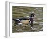 Wood Duck at Santee Lakes, San Diego County, California, USA-Diane Johnson-Framed Photographic Print