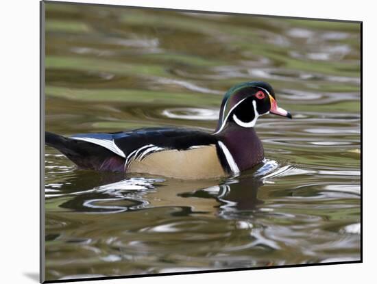 Wood Duck at Santee Lakes, San Diego County, California, USA-Diane Johnson-Mounted Photographic Print