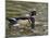 Wood Duck at Santee Lakes, San Diego County, California, USA-Diane Johnson-Mounted Photographic Print
