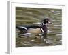 Wood Duck at Santee Lakes, San Diego County, California, USA-Diane Johnson-Framed Photographic Print