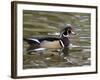 Wood Duck at Santee Lakes, San Diego County, California, USA-Diane Johnson-Framed Photographic Print