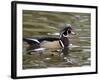 Wood Duck at Santee Lakes, San Diego County, California, USA-Diane Johnson-Framed Photographic Print