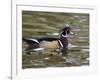 Wood Duck at Santee Lakes, San Diego County, California, USA-Diane Johnson-Framed Photographic Print