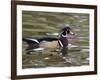 Wood Duck at Santee Lakes, San Diego County, California, USA-Diane Johnson-Framed Photographic Print