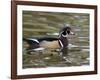 Wood Duck at Santee Lakes, San Diego County, California, USA-Diane Johnson-Framed Photographic Print