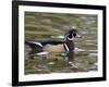 Wood Duck at Santee Lakes, San Diego County, California, USA-Diane Johnson-Framed Photographic Print