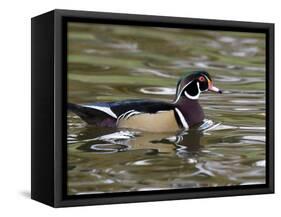 Wood Duck at Santee Lakes, San Diego County, California, USA-Diane Johnson-Framed Stretched Canvas