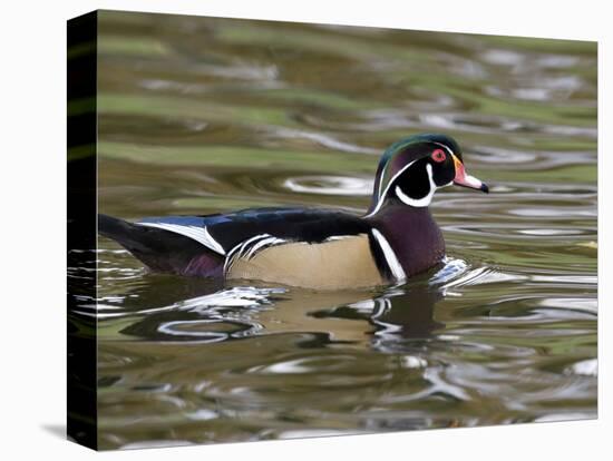 Wood Duck at Santee Lakes, San Diego County, California, USA-Diane Johnson-Stretched Canvas