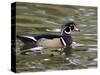 Wood Duck at Santee Lakes, San Diego County, California, USA-Diane Johnson-Stretched Canvas