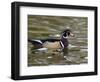 Wood Duck at Santee Lakes, San Diego County, California, USA-Diane Johnson-Framed Photographic Print