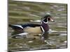 Wood Duck at Santee Lakes, San Diego County, California, USA-Diane Johnson-Mounted Photographic Print