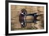 Wood Duck, British Columbia, Canada-Art Wolfe-Framed Photographic Print