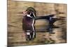 Wood Duck, British Columbia, Canada-Art Wolfe-Mounted Photographic Print