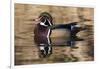 Wood Duck, British Columbia, Canada-Art Wolfe-Framed Photographic Print