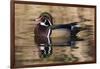 Wood Duck, British Columbia, Canada-Art Wolfe-Framed Photographic Print