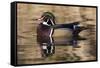 Wood Duck, British Columbia, Canada-Art Wolfe-Framed Stretched Canvas