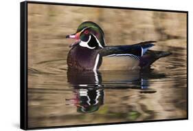 Wood Duck, British Columbia, Canada-Art Wolfe-Framed Stretched Canvas