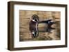 Wood Duck, British Columbia, Canada-Art Wolfe-Framed Photographic Print