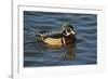 Wood Duck, Crystal Springs Rhododendron Garden, Portland, Oregon, USA-Michel Hersen-Framed Photographic Print