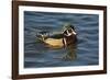 Wood Duck, Crystal Springs Rhododendron Garden, Portland, Oregon, USA-Michel Hersen-Framed Photographic Print