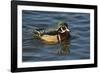 Wood Duck, Crystal Springs Rhododendron Garden, Portland, Oregon, USA-Michel Hersen-Framed Photographic Print