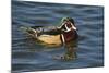 Wood Duck, Crystal Springs Rhododendron Garden, Portland, Oregon, USA-Michel Hersen-Mounted Photographic Print