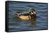 Wood Duck, Crystal Springs Rhododendron Garden, Portland, Oregon, USA-Michel Hersen-Framed Stretched Canvas