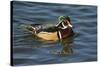 Wood Duck, Crystal Springs Rhododendron Garden, Portland, Oregon, USA-Michel Hersen-Stretched Canvas