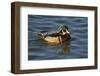 Wood Duck, Crystal Springs Rhododendron Garden, Portland, Oregon, USA-Michel Hersen-Framed Photographic Print