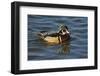 Wood Duck, Crystal Springs Rhododendron Garden, Portland, Oregon, USA-Michel Hersen-Framed Photographic Print