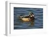 Wood Duck, Crystal Springs Rhododendron Garden, Portland, Oregon, USA-Michel Hersen-Framed Photographic Print