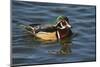 Wood Duck, Crystal Springs Rhododendron Garden, Portland, Oregon, USA-Michel Hersen-Mounted Photographic Print