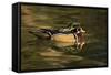 Wood Duck, Crystal Springs Rhododendron Garden, Portland, Oregon-Michel Hersen-Framed Stretched Canvas