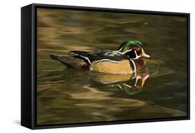 Wood Duck, Crystal Springs Rhododendron Garden, Portland, Oregon-Michel Hersen-Framed Stretched Canvas